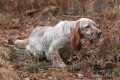 Setter Anglais COOPER DE LA JOUX DE LA BÉCASSE Setter Anglais COOPER DE LA JOUX DE LA BÉCASSE